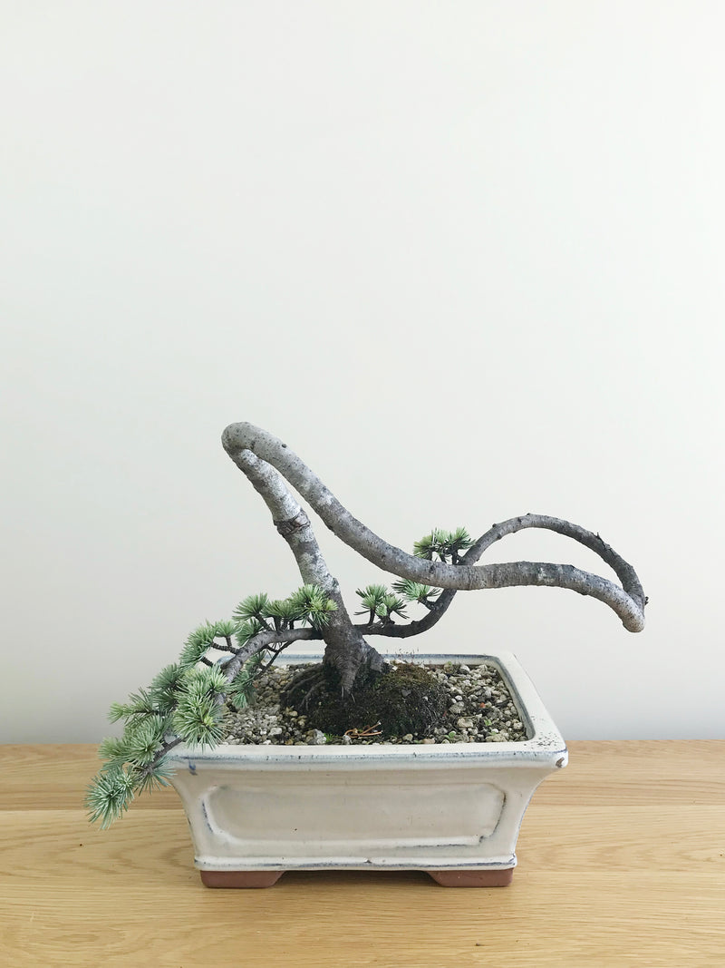 BLUE CEDAR (LITERATI) - MiniGardens NZ