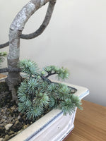 BLUE CEDAR (LITERATI) - MiniGardens NZ