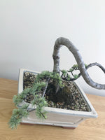 BLUE CEDAR (LITERATI) - MiniGardens NZ