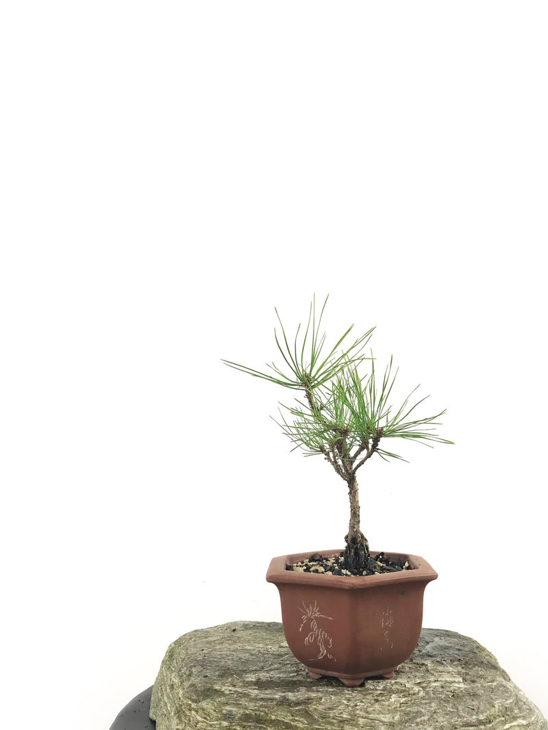 JAPANESE BLACK PINE (1807001) - MiniGardens NZ