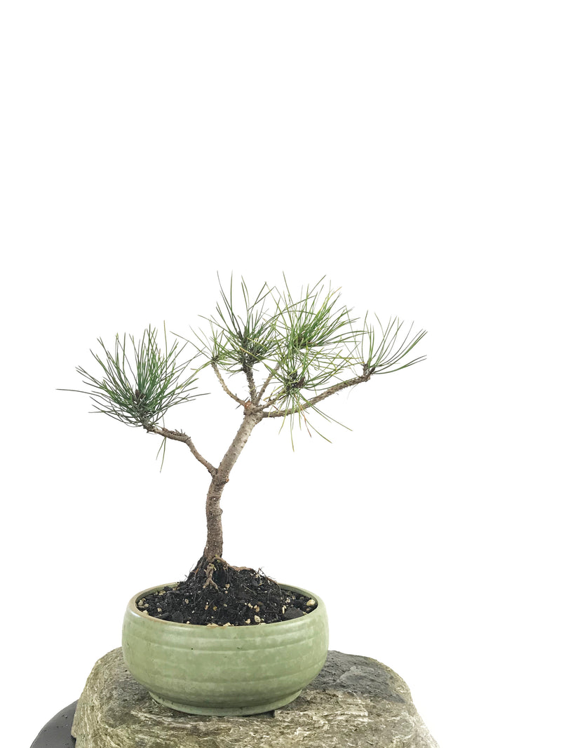 JAPANESE BLACK PINE (1807002) - MiniGardens NZ
