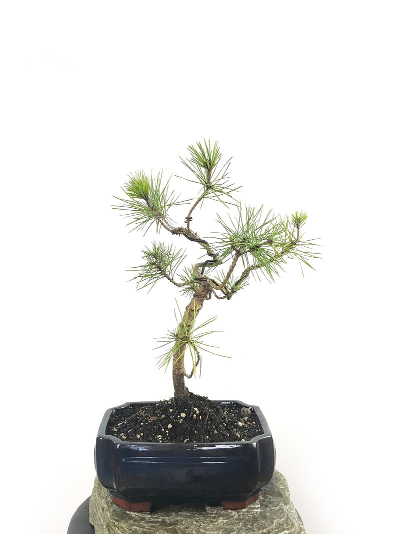 JAPANESE BLACK PINE (1807003) - MiniGardens NZ