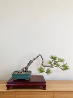 JAPANESE BLACK PINE (LITERATI) - MiniGardens NZ