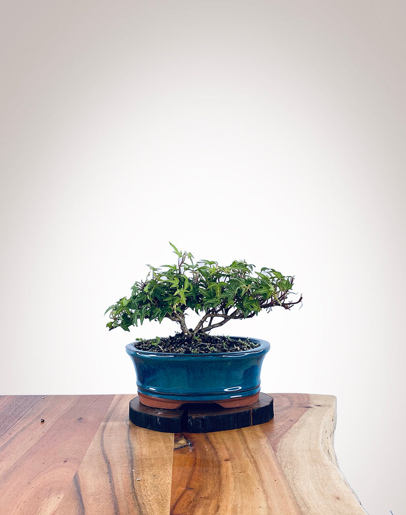 English Ivy (EI2111004)