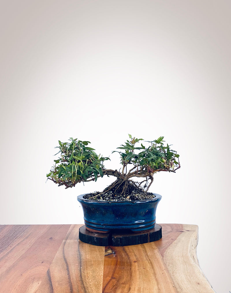 English Ivy (EI2111008)