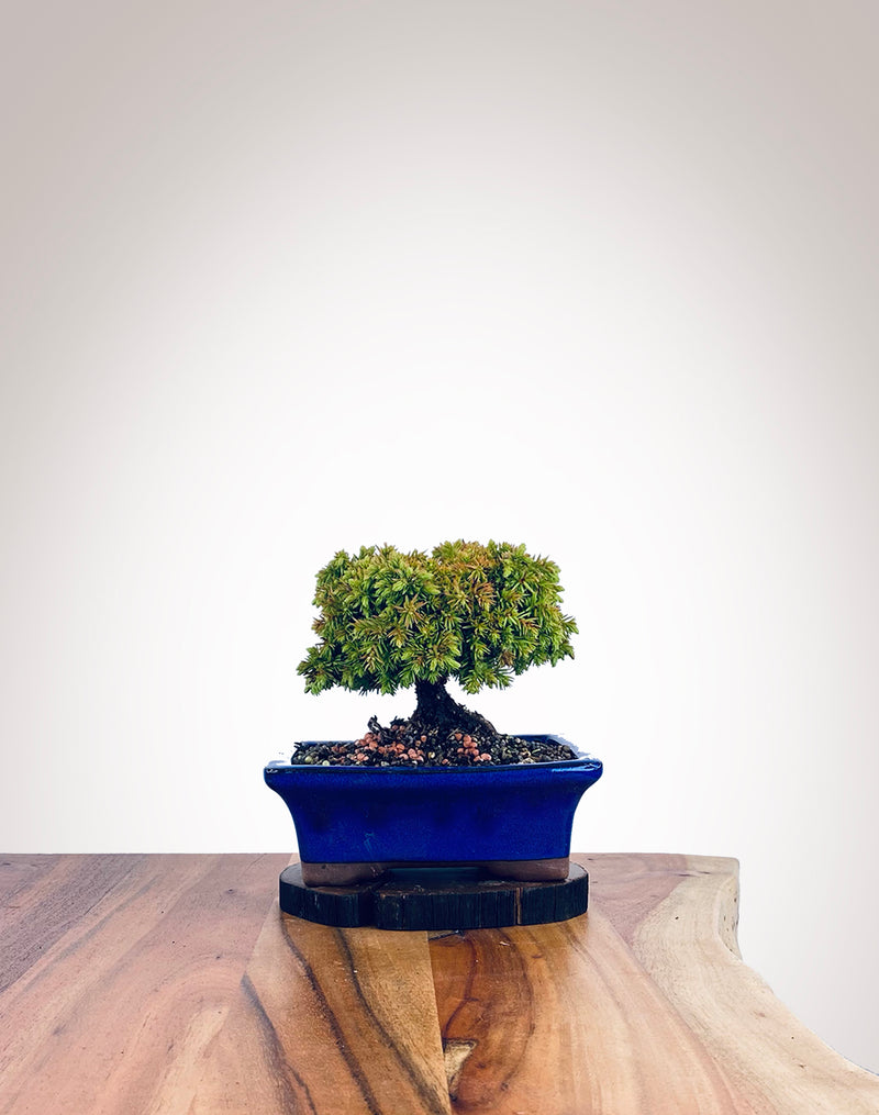 Japanese Cedar (JC2111016)