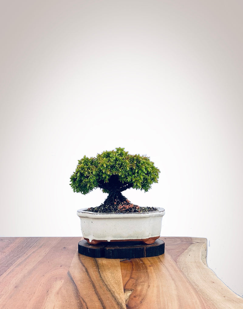 Japanese Cedar (JC2111017)