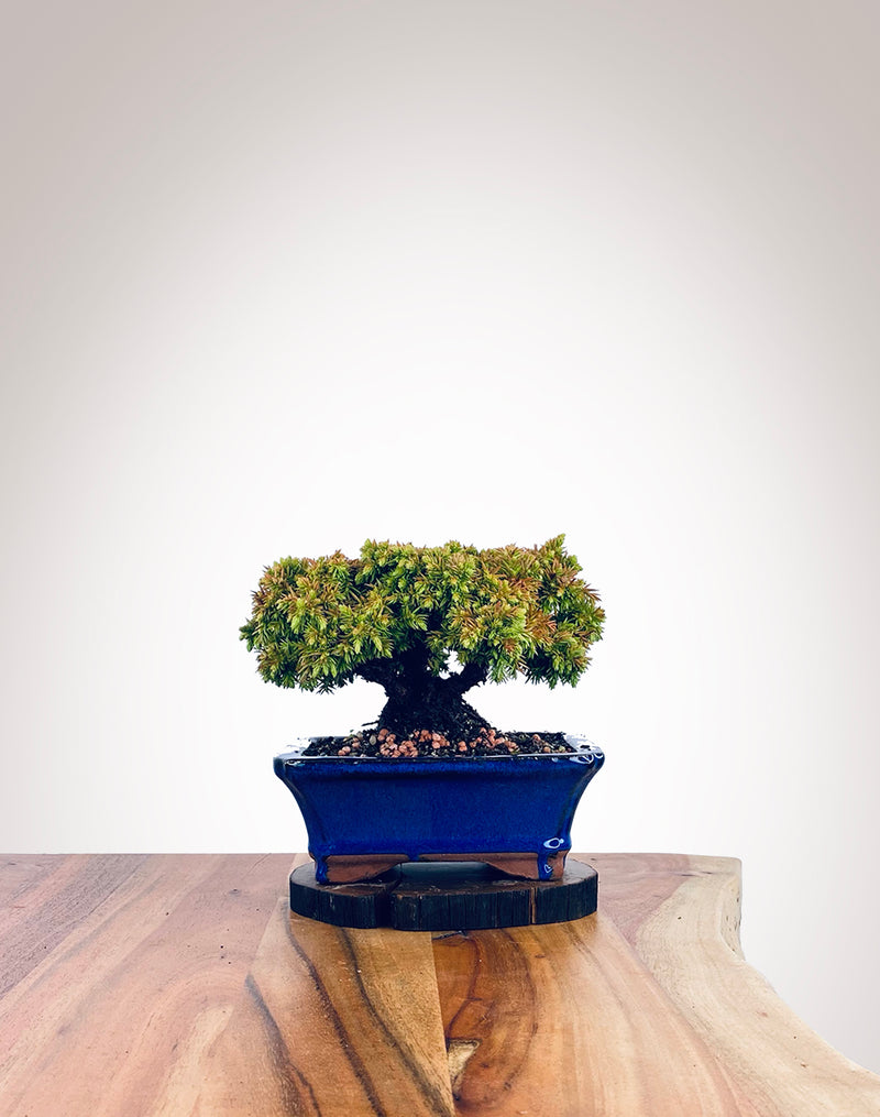 Japanese Cedar (JC2111018)