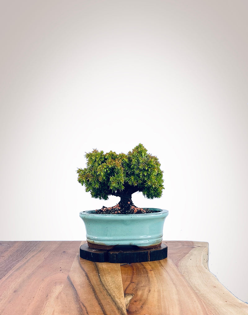 Japanese Cedar (JC2111019)