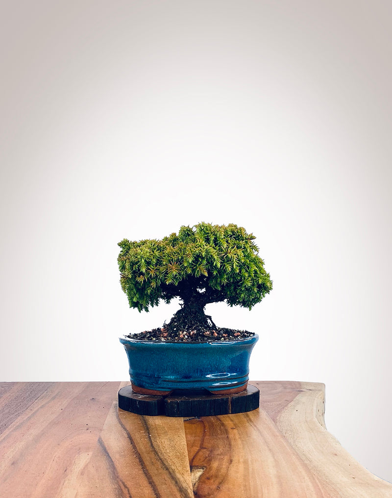 Japanese Cedar (JC2111020)