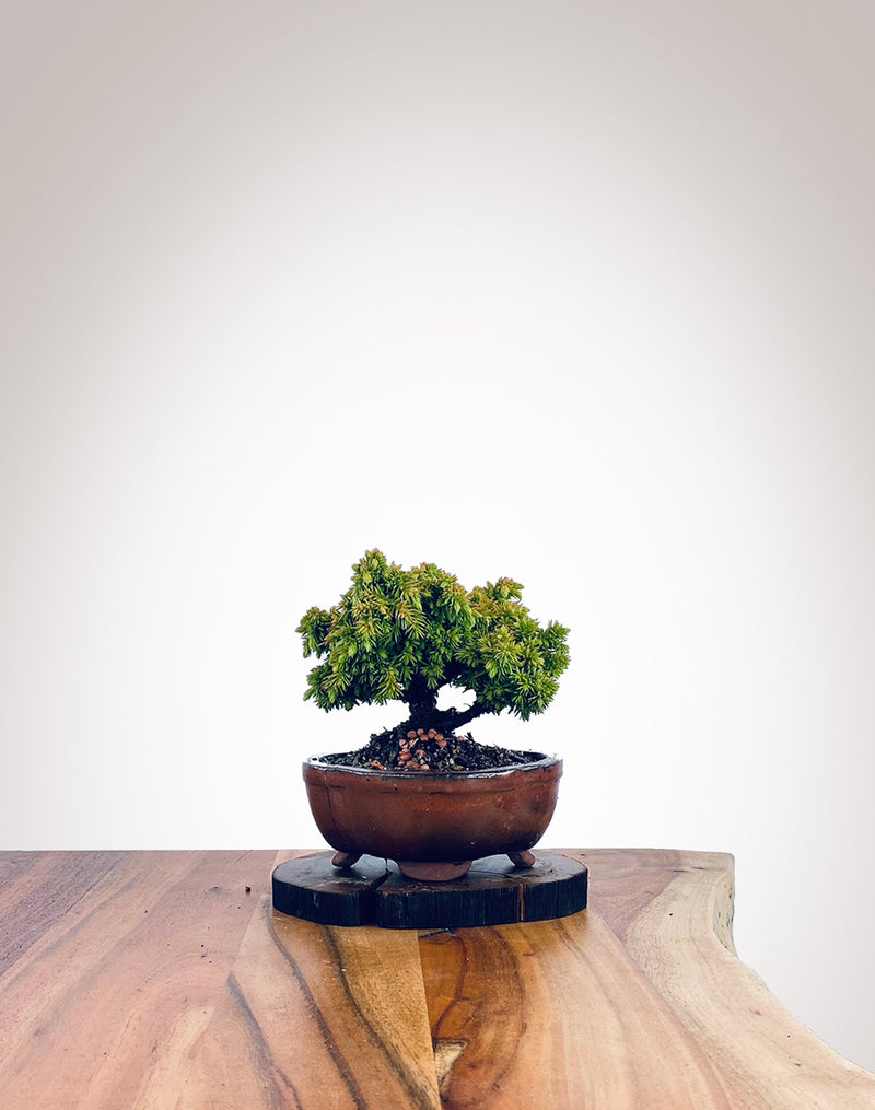 Japanese Cedar (JC2111027)