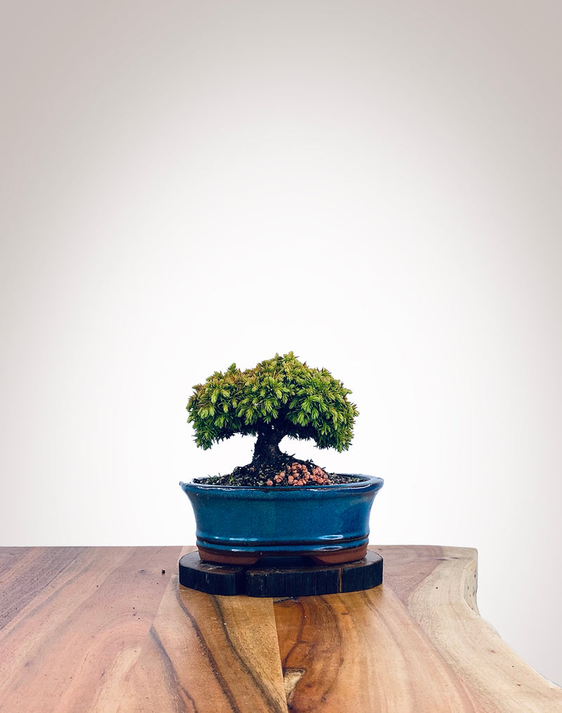 Japanese Cedar (JC2111028)