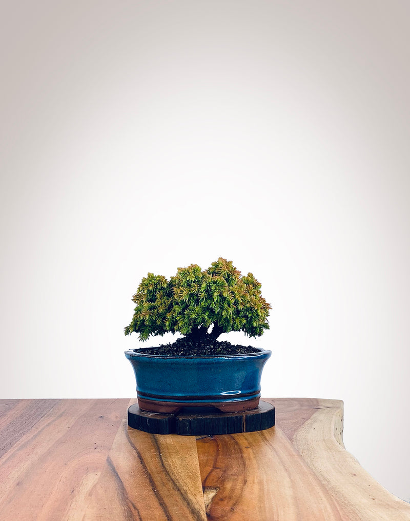 Japanese Cedar (JC2111029)