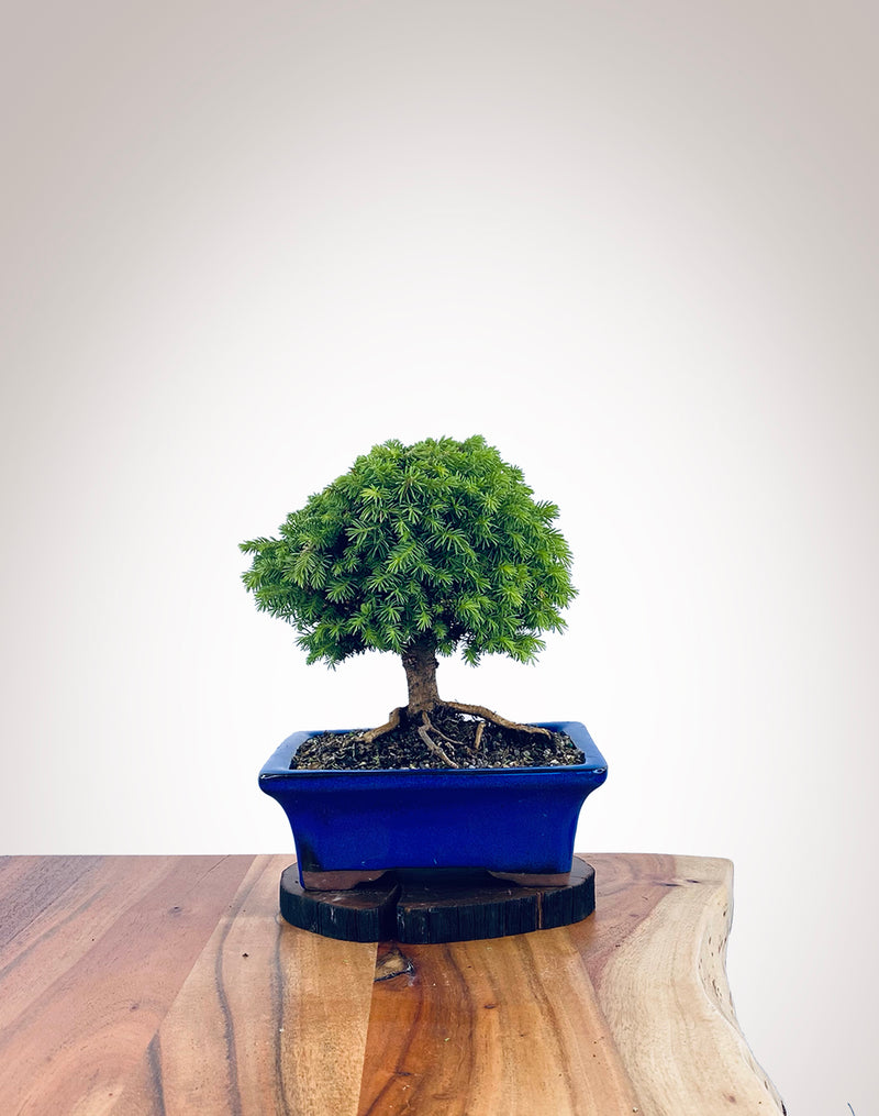 Norway Spruce (NS2111013)