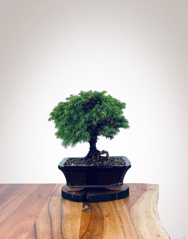 Norway Spruce (NS2111014)