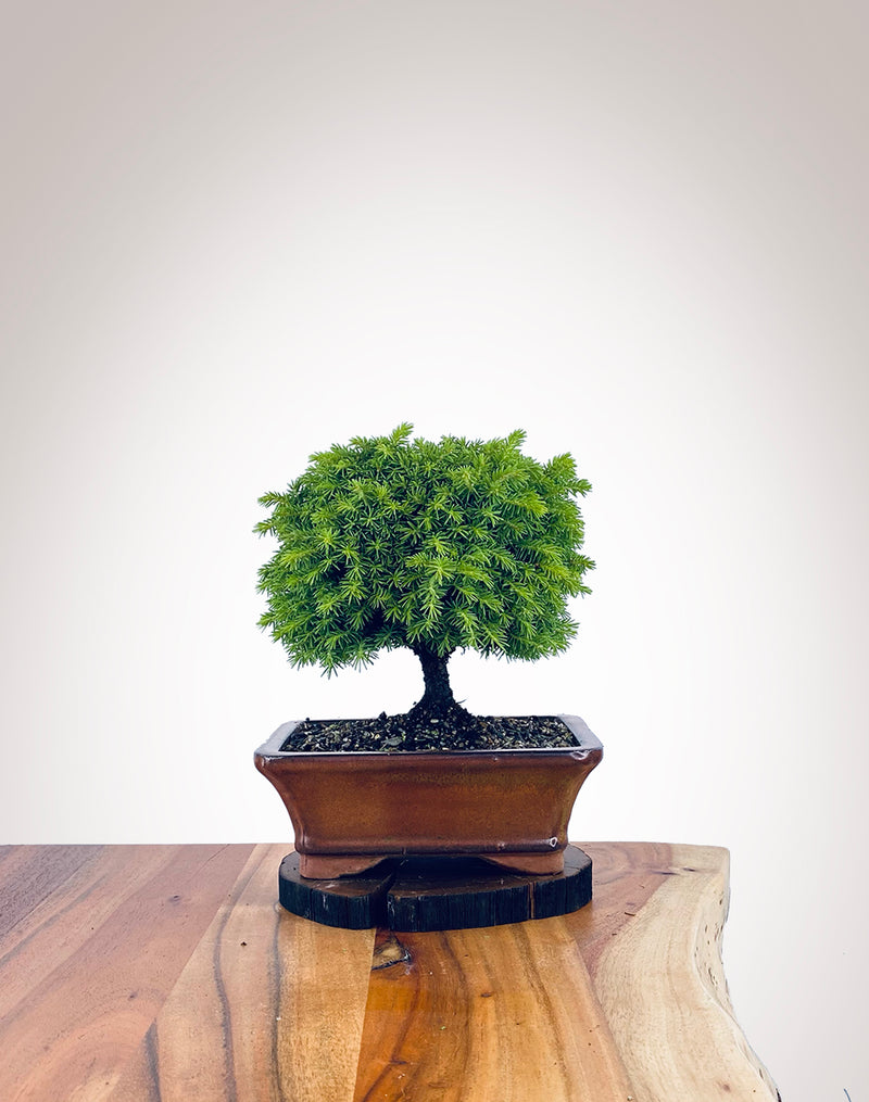 Norway Spruce (NS2111017)