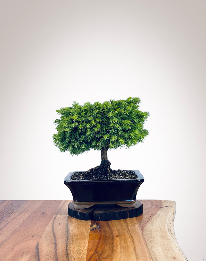 Norway Spruce (NS2111018)