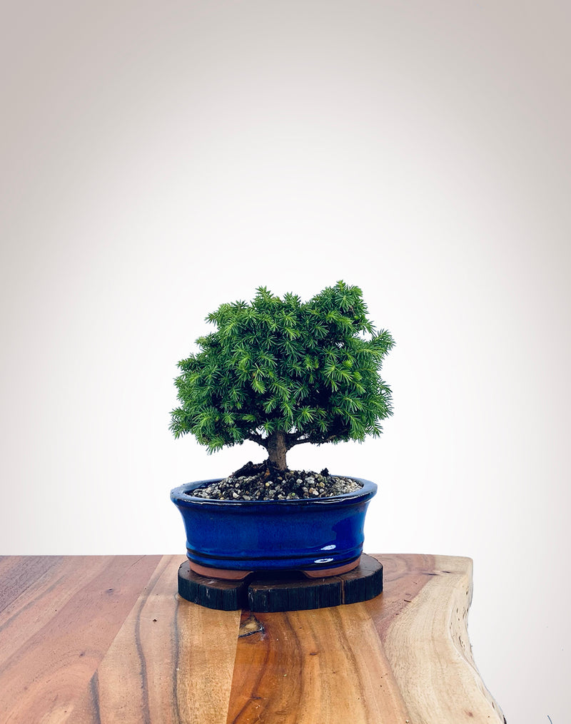 Norway Spruce (NS2111019)