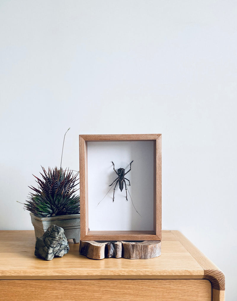 Indonesia Grasshopper