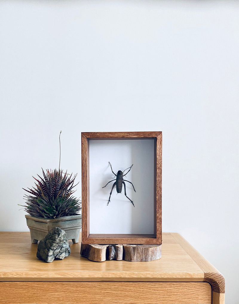 Camel Cricket