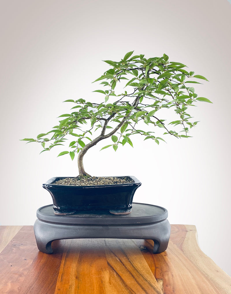EUROPEAN HORNBEAM