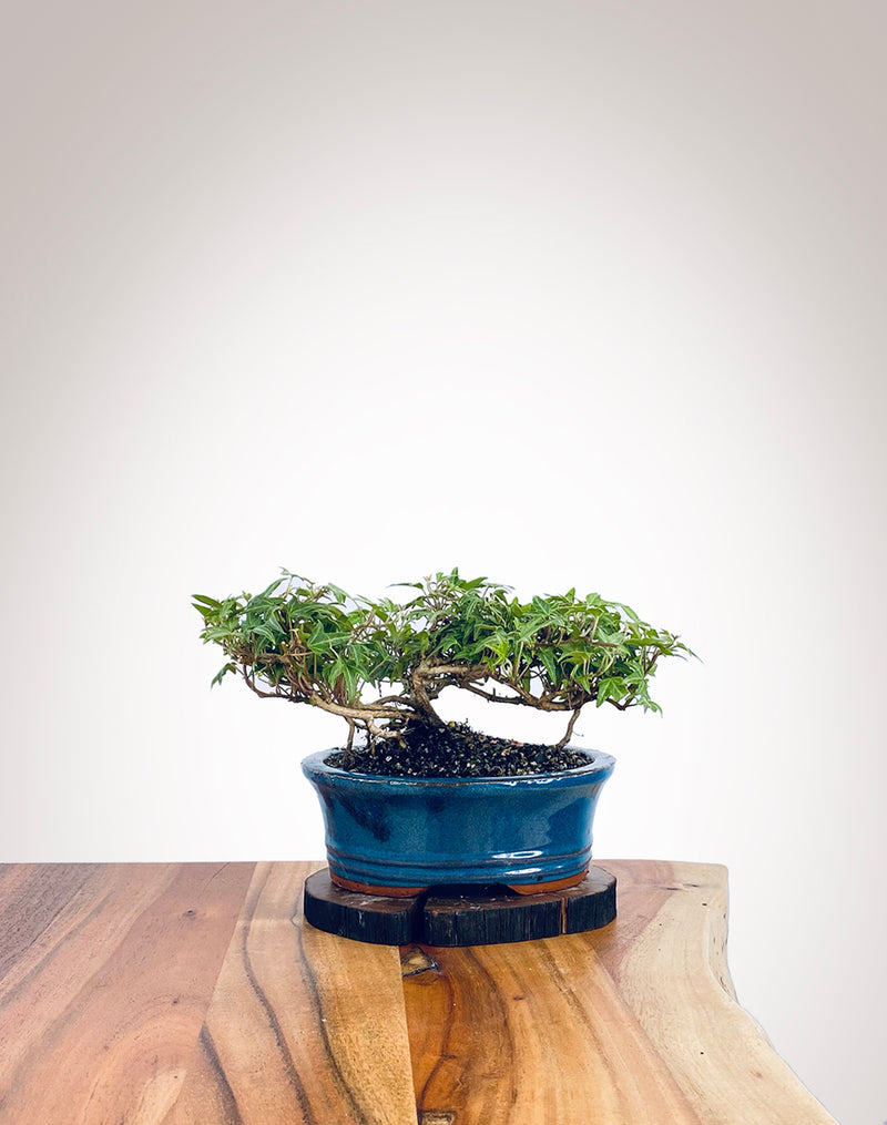 English Ivy (EI2112006)