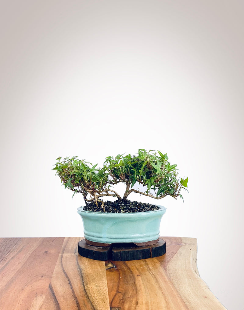 English Ivy (EI2112010)