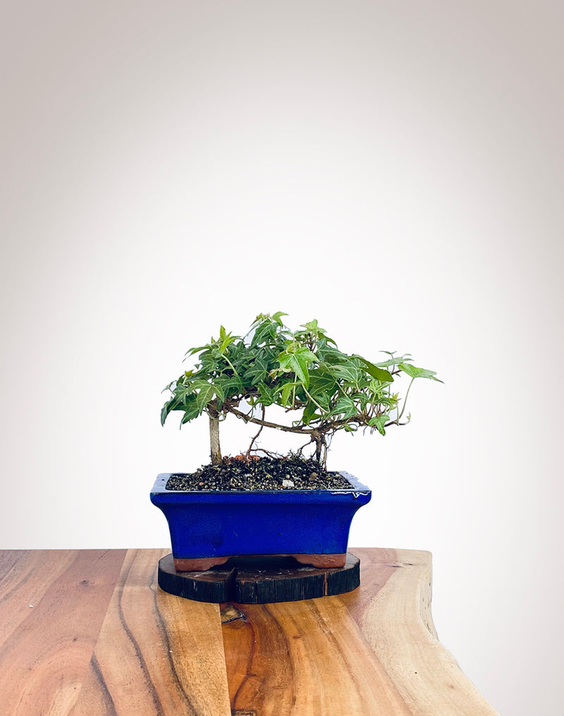 English Ivy (EI2112014)