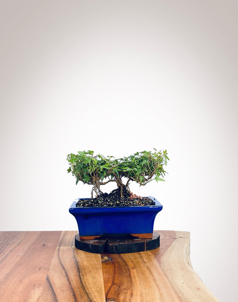 English Ivy (EI2112015)