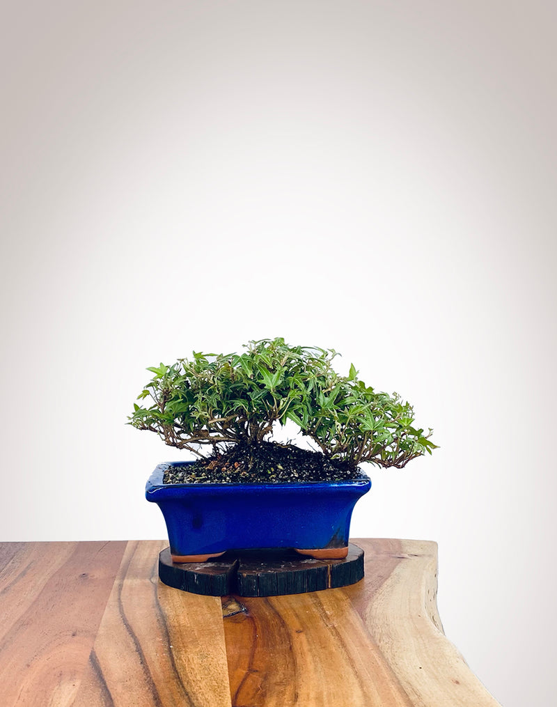 English Ivy (EI2112019)