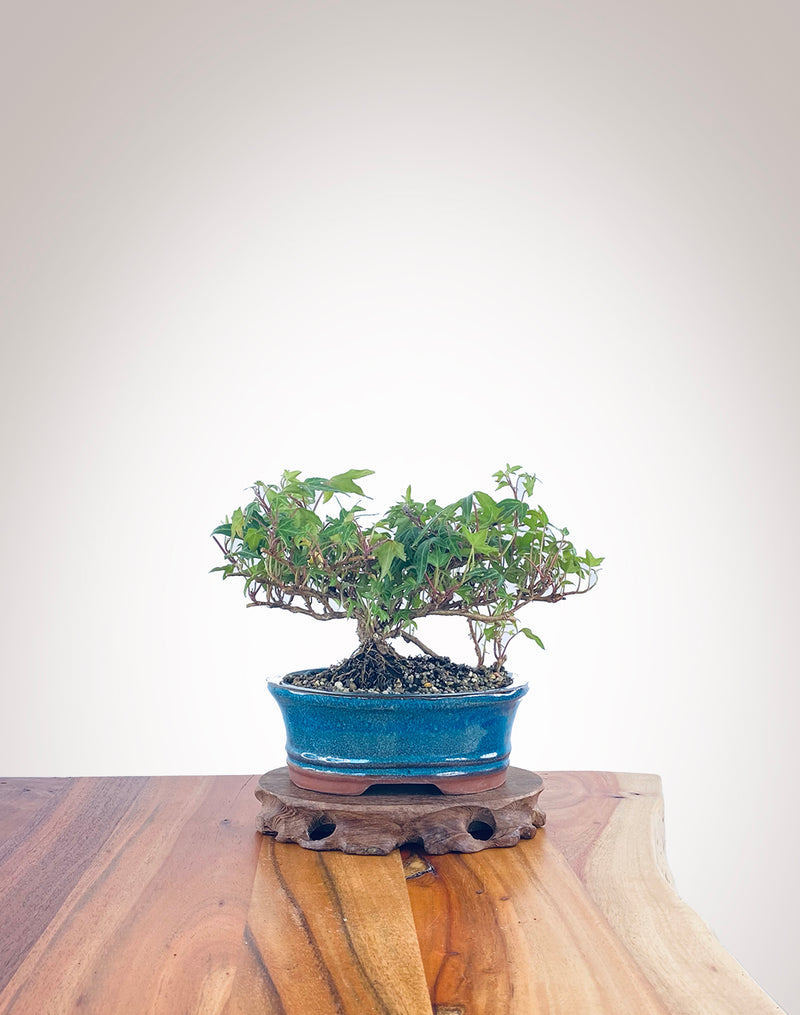 English Ivy (EI2204006)