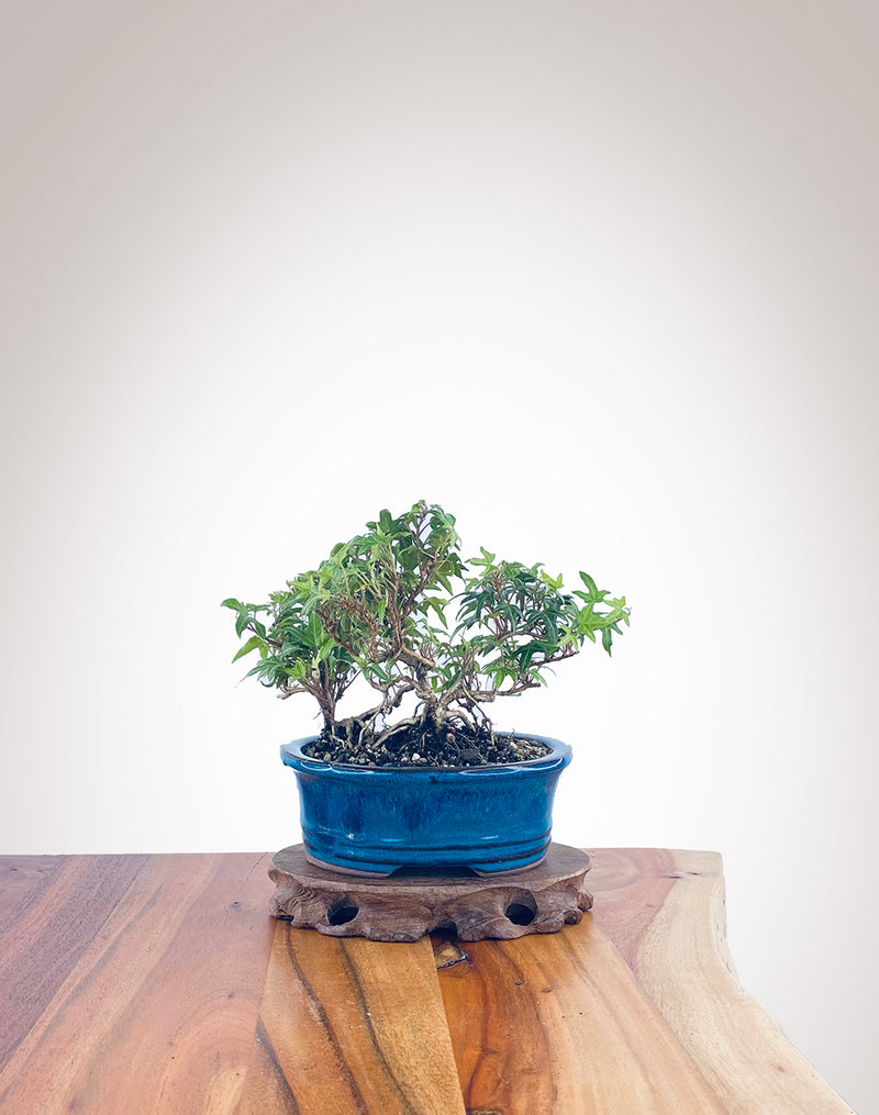 English Ivy (EI2204007)