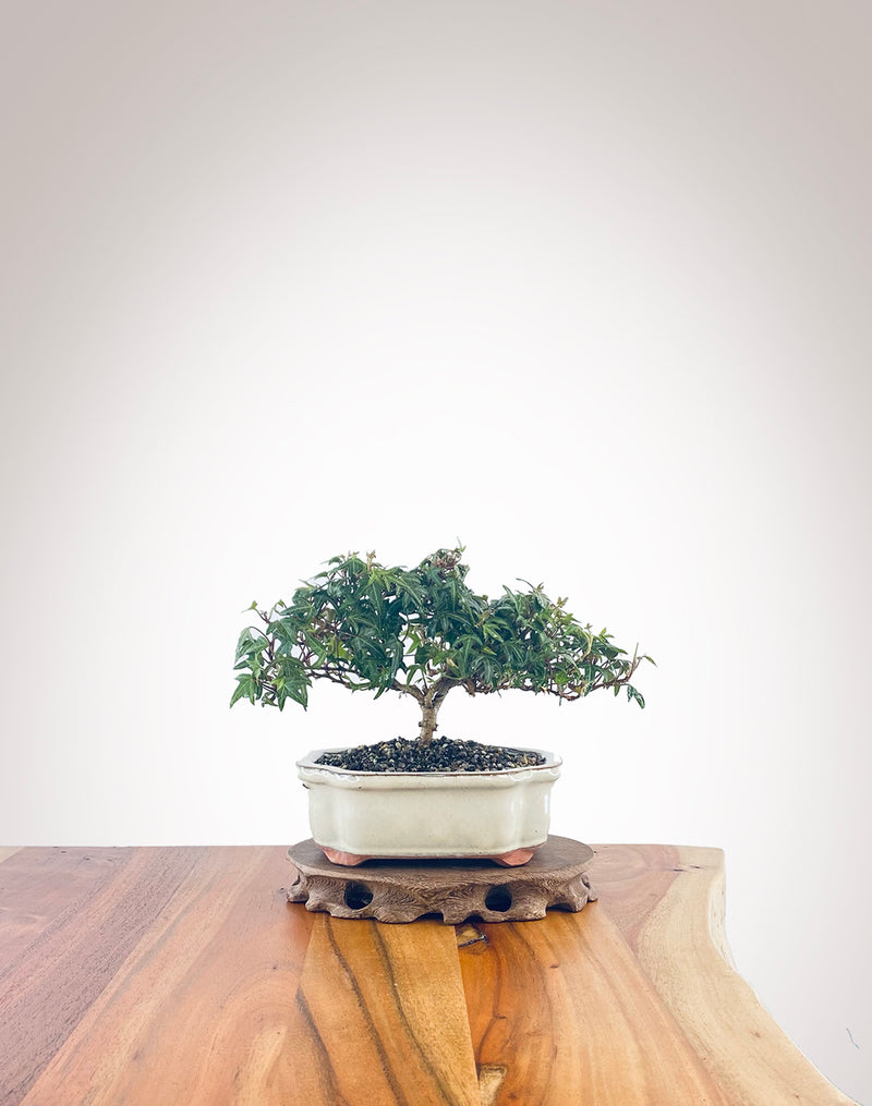 English Ivy (EI2210001)