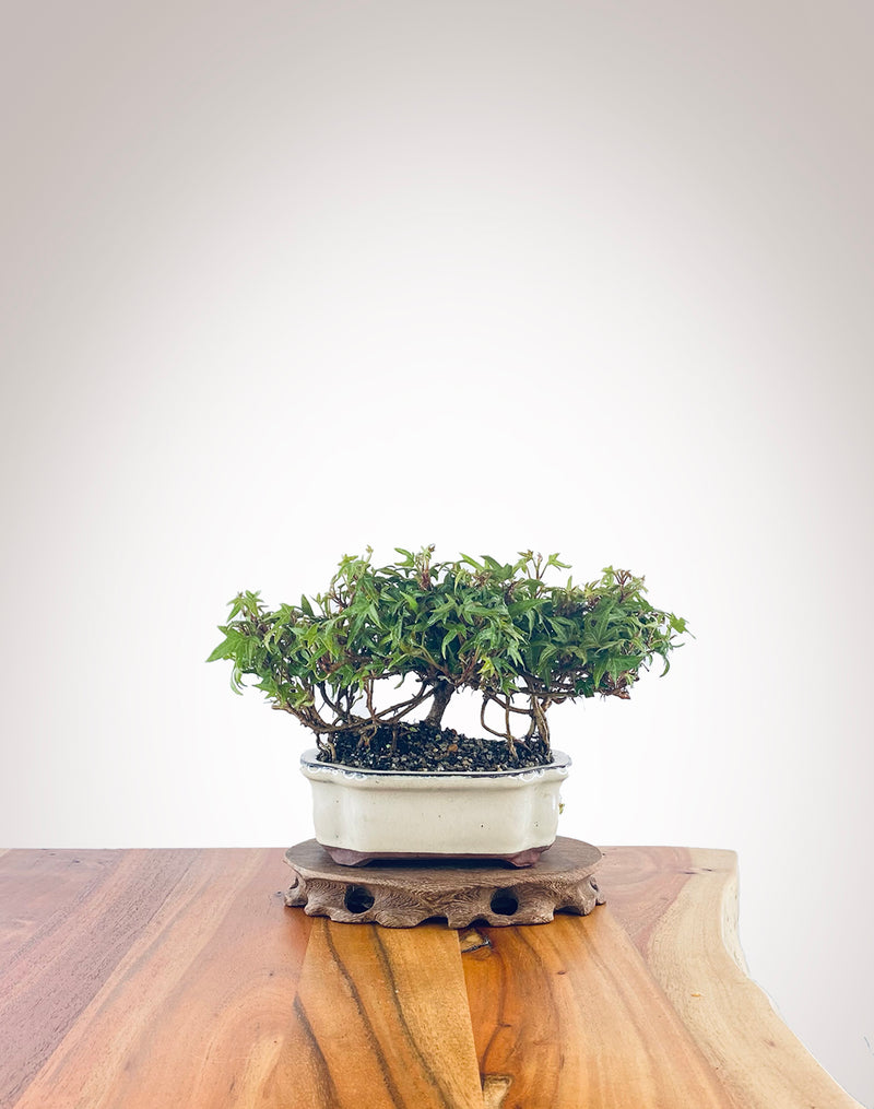 English Ivy (EI2210002)