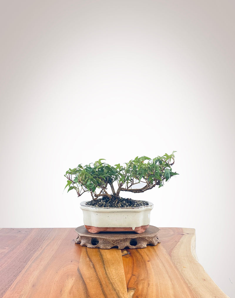 English Ivy (EI2210004)