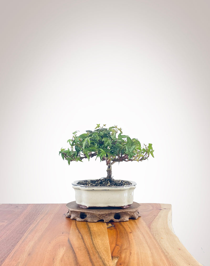 English Ivy (EI2210005)