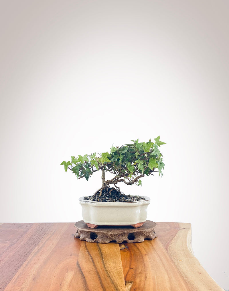 English Ivy (EI2210006)