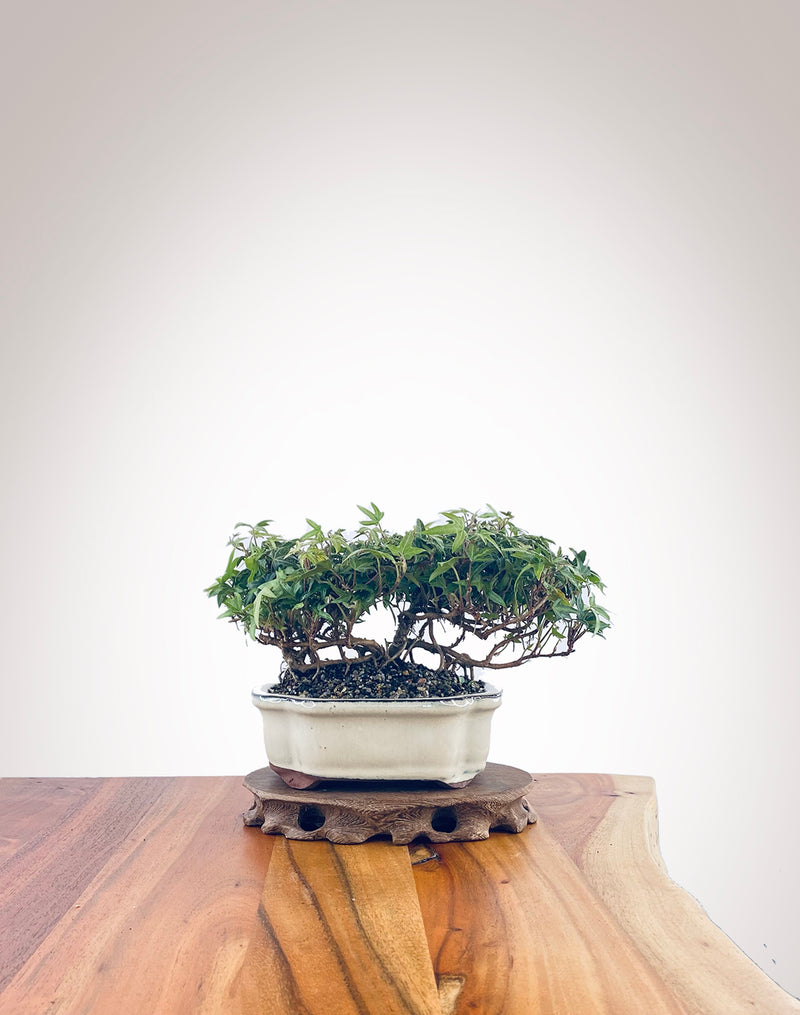 English Ivy (EI22100088)