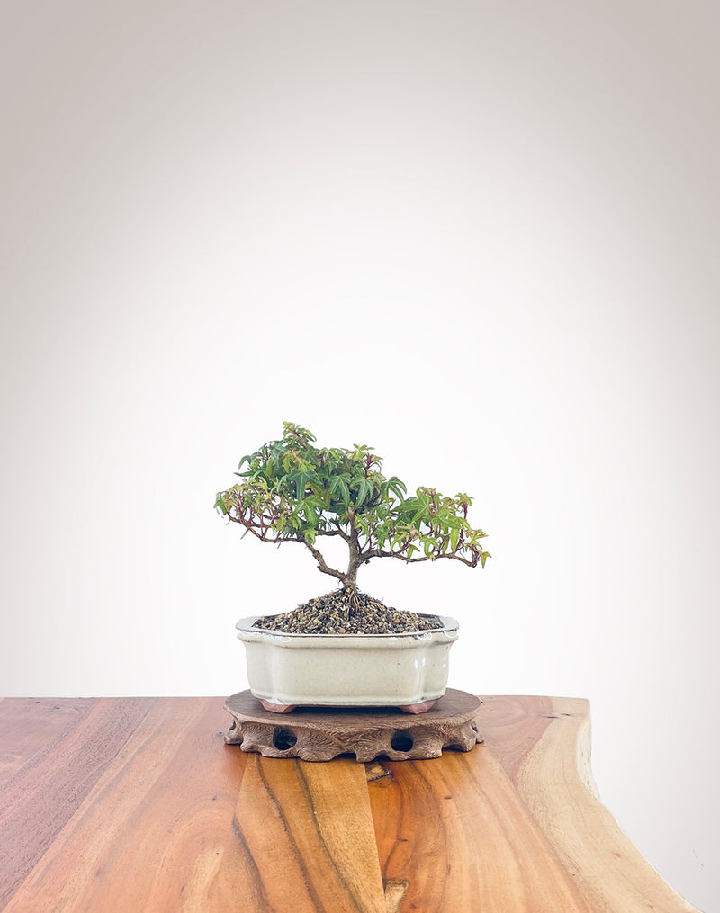 English Ivy (EI2210008)