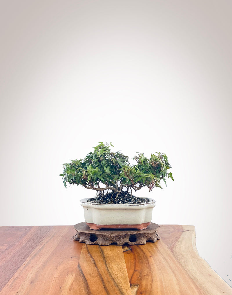 English Ivy (EI2210009)