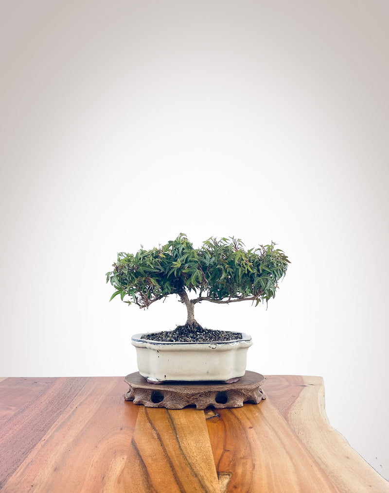 English Ivy (EI2210011)