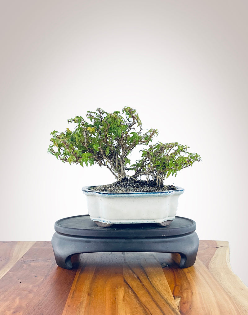 English Ivy (EI2301002)