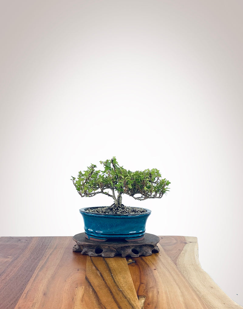 English Ivy (EI2301003)