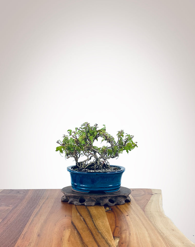 English Ivy (EI2301004)