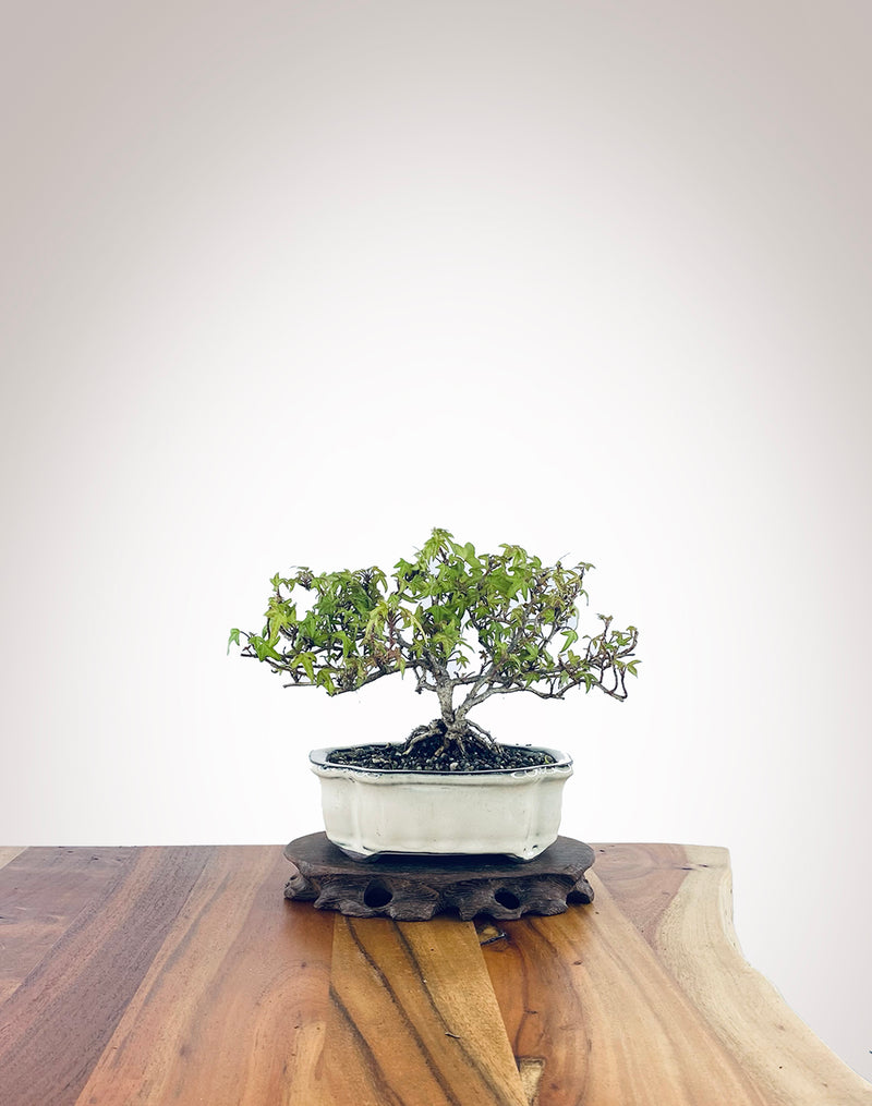 English Ivy (EI2301006)