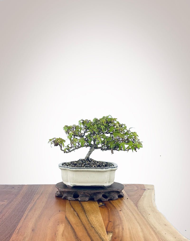 English Ivy (EI2301009)