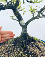 PYRACANTHA (TWISTY TRUNK)