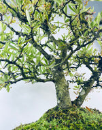 PYRACANTHA (TWIN TRUNKS)