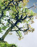 PYRACANTHA (TWIN TRUNKS)