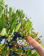 PYRACANTHA (TWIN TRUNKS)